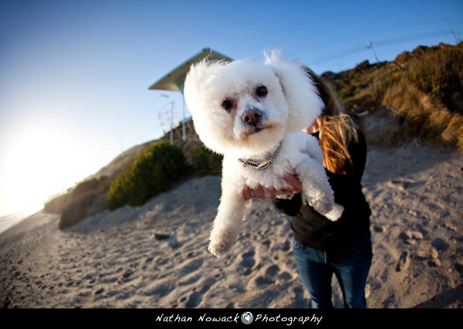 Featured image for “Meet Amber & Aston – Malibu Beach Portraits with cutest dog”