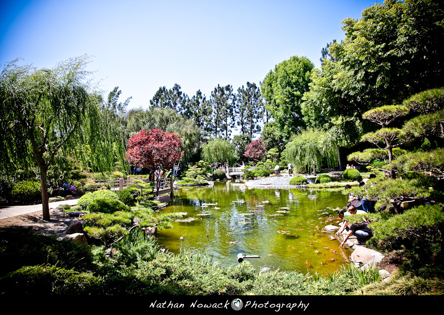 Featured image for “Gabriela & Steve E-Session – Earl Burns Miller Japanese Garden CSULB”